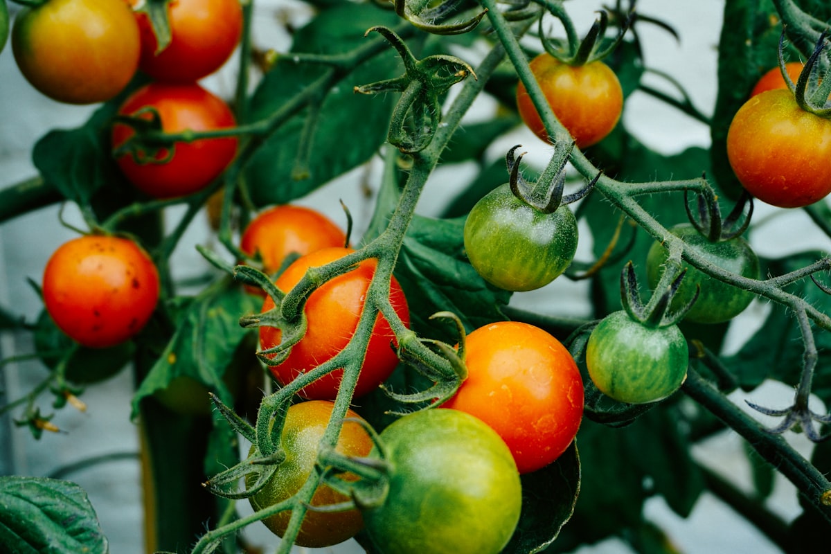 Healthy foods for prostate wellness